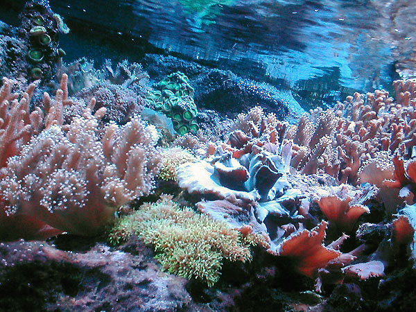Aquaria Vattenmuseumin koralleja
