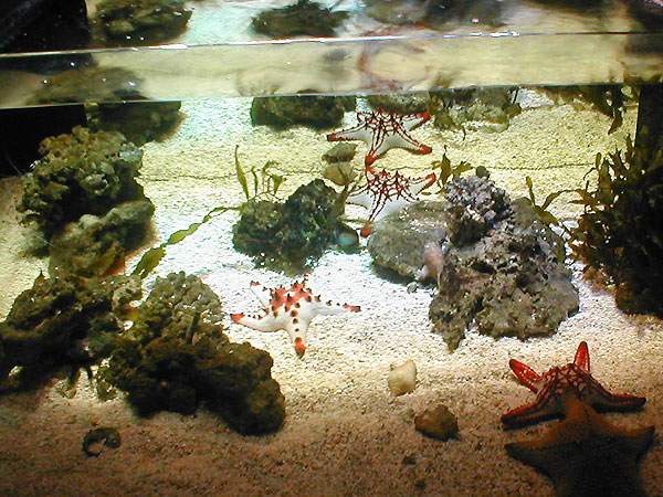 Aquaria Vattenmuseumin meritähtiä